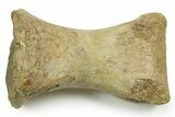 Rare Tyrannosaurus rex (T-Rex) Toe Bone Fossil - Wyoming #382411-2
